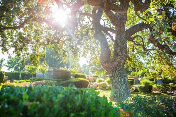 Sunlit tree on peaceful memorial grounds