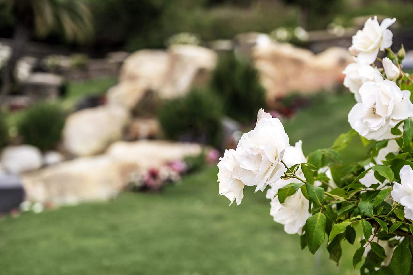 White roses on memorial grounds