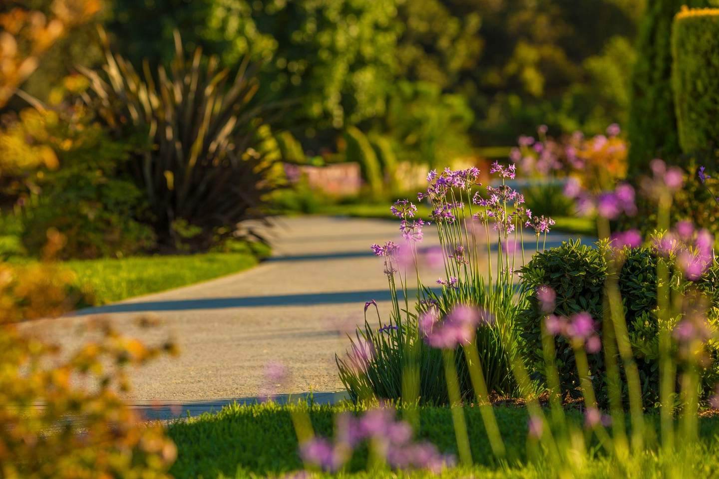 Garden path with flowers